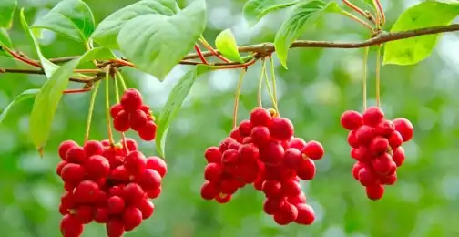 Schisandra Chinensis Extract: Nature’s Secret for Longevity